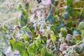 Hoar frost on rose flower Royalty Free Stock Photo