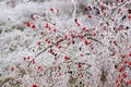 Hoar frost on rose hips Royalty Free Stock Photo