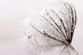 Hoar frost or soft rime on plants at a winter day Royalty Free Stock Photo