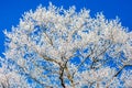 Hoar Frost tree on Blue