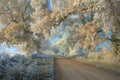 Hoar frost on trees Royalty Free Stock Photo