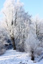 Hoar frost trees Royalty Free Stock Photo