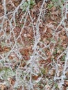 Hoar frost on twigs above mixed fallen leaves under trees.