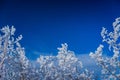 Hoar-frosted branches in the winter forest