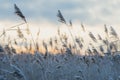 Hoar-frosted dry reed grass against sunset Royalty Free Stock Photo