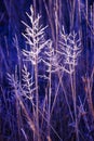 Hoar frosted grasses, wintertime Royalty Free Stock Photo