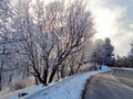 Hoar Frosted Oak Trees in Aspen Glow