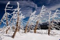 Hoar frosted trees