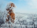 Hoar reed Royalty Free Stock Photo