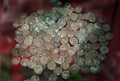 Hoard of roman silver coins on display.