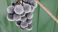 Hoarfrost on berries of grapes. Frozen branches of grapes against a background of white snow in winter. Grapes berries Royalty Free Stock Photo