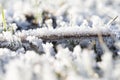 Hoarfrost on a branch in grass wetland.