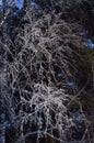 Hoarfrost on the branches of a birch in the forest Royalty Free Stock Photo