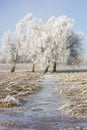 Hoarfrost covered grove Royalty Free Stock Photo