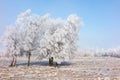 Hoarfrost covered grove Royalty Free Stock Photo