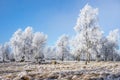 Hoarfrost covered grove Royalty Free Stock Photo