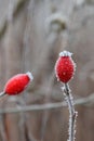 Hoarfrost covered hips, fruit of Dog Rose plant, latin name Rosa Canina. Royalty Free Stock Photo