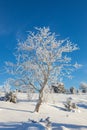 Hoarfrost covered tree