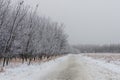 Hoarfrost covered trees along a path on a foggy winter morning at Assiniboine Forest in Winnipeg  Manitoba  Canada Royalty Free Stock Photo