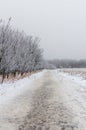 Hoarfrost covered trees along a path on a foggy winter morning at Assiniboine Forest in Winnipeg  Manitoba  Canada Royalty Free Stock Photo