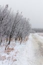 Hoarfrost covered trees along a path on a foggy winter morning at Assiniboine Forest in Winnipeg  Manitoba  Canada Royalty Free Stock Photo