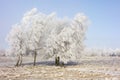 Hoarfrost covered trees at a bog Royalty Free Stock Photo