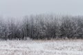 Hoarfrost covered trees on a foggy winter morning at Assiniboine Forest in Winnipeg, Manitoba, Canada Royalty Free Stock Photo