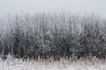 Hoarfrost covered trees on a foggy winter morning at Assiniboine Forest in Winnipeg, Manitoba, Canada Royalty Free Stock Photo