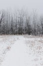 Hoarfrost covered trees on a foggy winter morning at Assiniboine Forest in Winnipeg, Manitoba, Canada Royalty Free Stock Photo