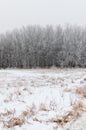 Hoarfrost covered trees on a foggy winter morning at Assiniboine Forest in Winnipeg  Manitoba  Canada Royalty Free Stock Photo