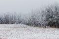 Hoarfrost covered trees on a foggy winter morning at Assiniboine Forest in Winnipeg  Manitoba  Canada Royalty Free Stock Photo