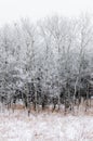 Hoarfrost covered trees on a foggy winter morning at Assiniboine Forest in Winnipeg  Manitoba  Canada Royalty Free Stock Photo