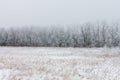 Hoarfrost covered trees on a foggy winter morning at Assiniboine Forest in Winnipeg  Manitoba  Canada Royalty Free Stock Photo