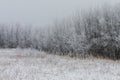 Hoarfrost covered trees on a foggy winter morning at Assiniboine Forest in Winnipeg  Manitoba  Canada Royalty Free Stock Photo