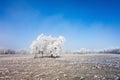 Hoarfrost covered trees Royalty Free Stock Photo