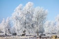 Hoarfrost covered trees at a grove Royalty Free Stock Photo