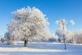 Hoarfrost covered trees Royalty Free Stock Photo