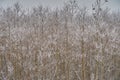 Hoarfrost covered trees a pleasant winter scene Royalty Free Stock Photo