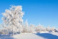 Hoarfrost covered trees Royalty Free Stock Photo