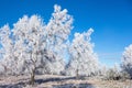 Hoarfrost covered trees in winter Royalty Free Stock Photo
