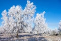 Hoarfrost covered trees Royalty Free Stock Photo
