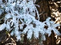 Frigid hoarfrost covering pine tree bough Royalty Free Stock Photo