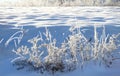 Hoarfrost covers meadow