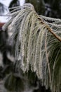 Hoarfrost crystals on branches and needles of a pine tree Royalty Free Stock Photo