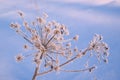 Hoarfrost on a dry inflorescence Royalty Free Stock Photo