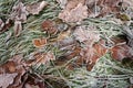 Hoarfrost on fallen leavers and grass