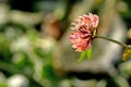 hoarfrost on a flower of a red clover in winter Royalty Free Stock Photo