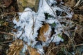 Hoarfrost on the Forest Floor Royalty Free Stock Photo