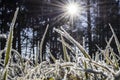 Hoarfrost on grass fotografed from the ground