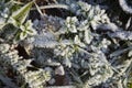 Hoarfrost on grass top view in cold season, Ice crystals of first frost nature Royalty Free Stock Photo